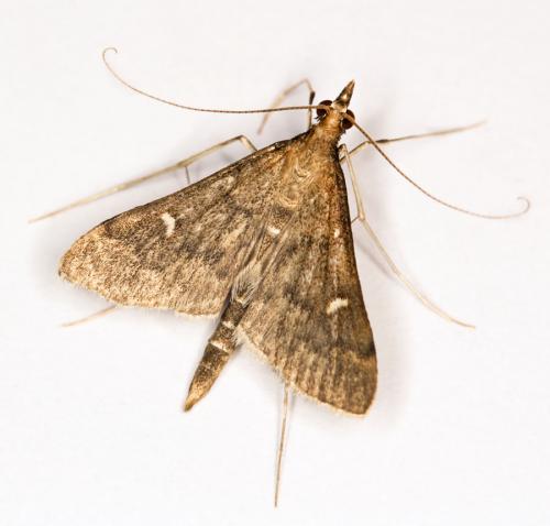 Réf. 48 844 : Dolicharthria punctalis