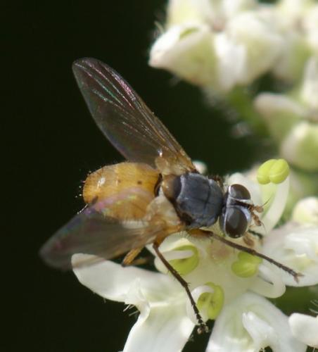 Subclytia rotundiventris
