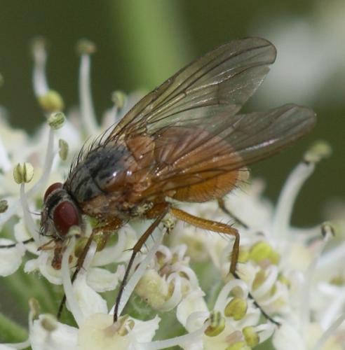 Réf. 48 938 : Phaonia rufiventris