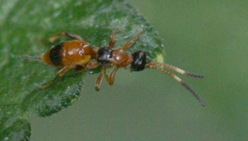 Cryptinae