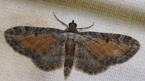 Réf. 48 663 : Eupithecia icterata