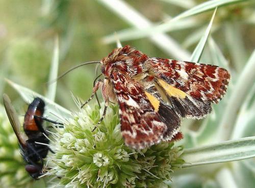 Réf. 48 058 : Anarta myrtilli