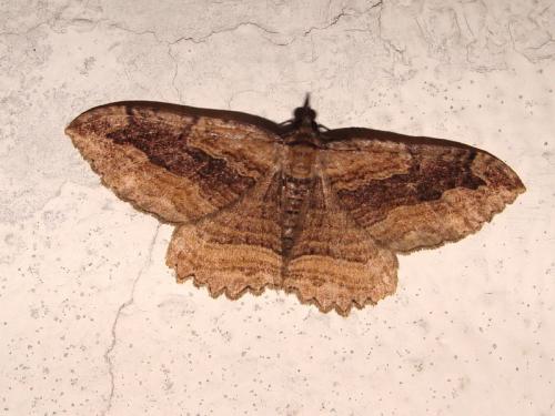 Philereme transversata