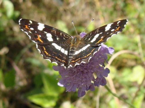 Araschnia levana