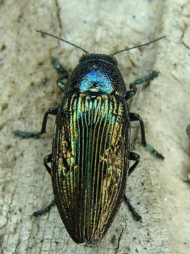 Réf. 48 253 : Buprestis rustica