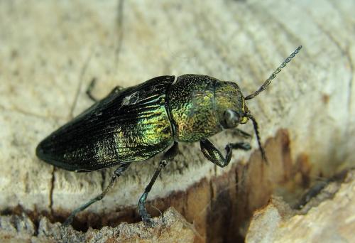 Réf. 48 254 : Buprestis rustica