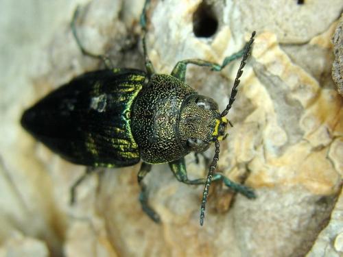 Réf. 48 255 : Buprestis rustica