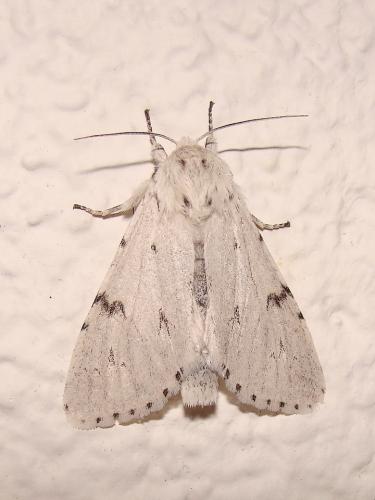 Acronicta leporina