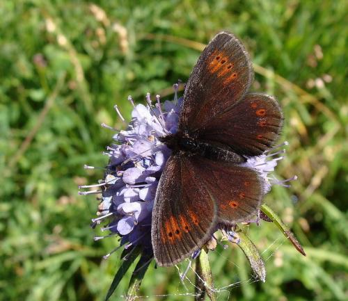 Réf. 48 501 : Erebia epiphron