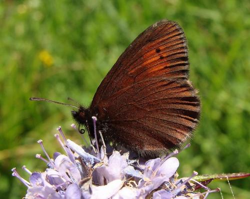 Erebia epiphron