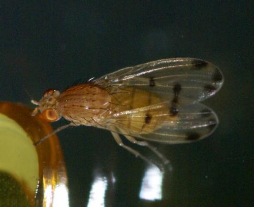 Réf. 48 161 : Meiosimyza decempunctata