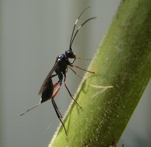 Cryptinae