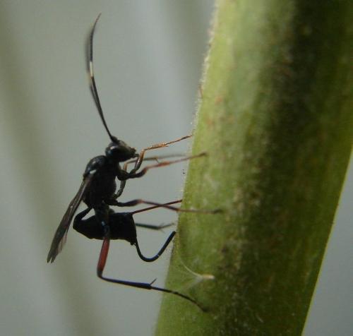 Cryptinae