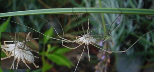 Phalangium opilio