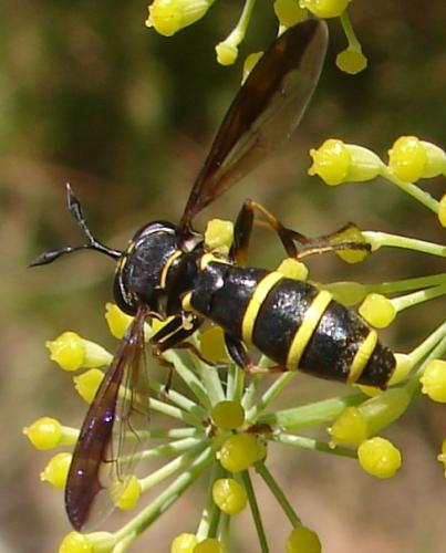 Ceriana conopsoides