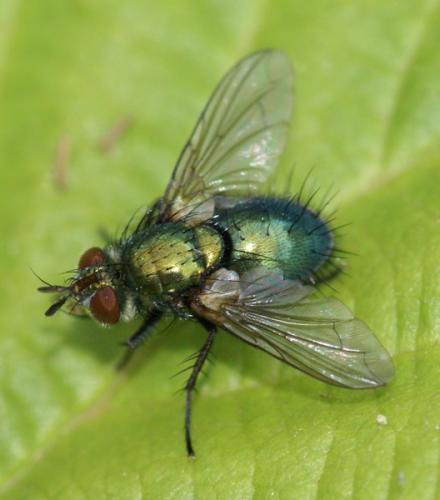 Réf. 48 659 : Chrysosomopsis aurata