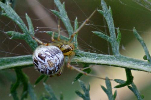 Réf. 48 628 : Phylloneta sp.