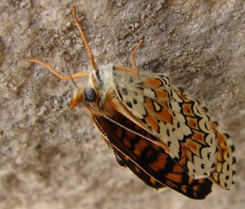 Melitaea cinxia