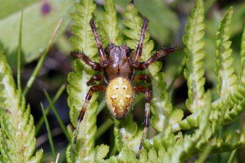 Araneus quadratus