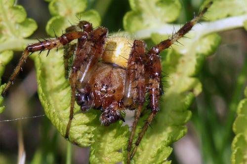 Araneus quadratus
