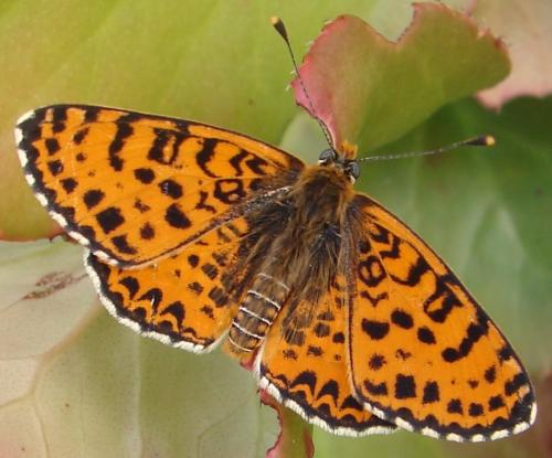 Réf. 48 736 : Melitaea didyma