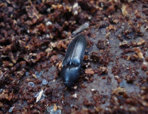 Réf. 48 929 : Ampedus scrofa