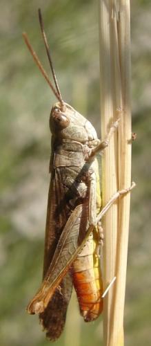 Réf. 48 983 : Chorthippus brunneus brunneus