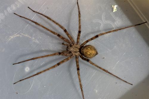 Tegenaria parietina