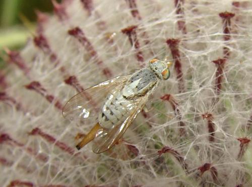 Réf. 48 673 : Terellia longicauda