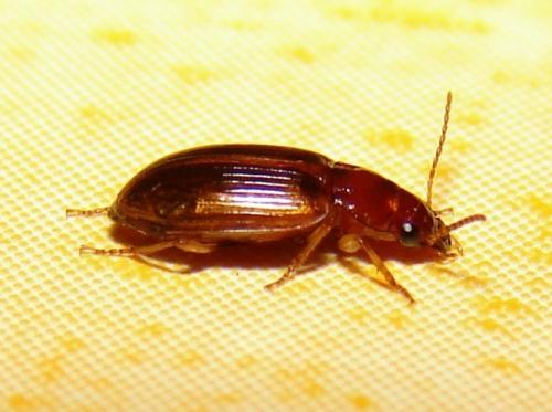Réf. 48 847 : Bradycellus verbasci