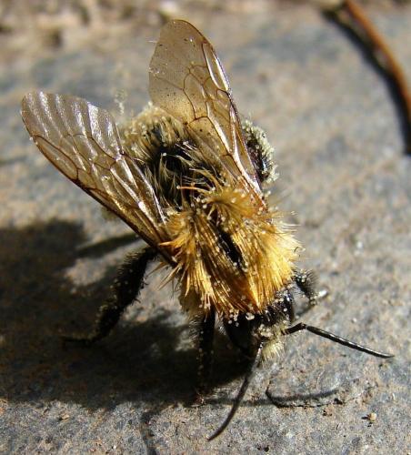 Bombus pascuorum