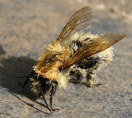 Bombus pascuorum