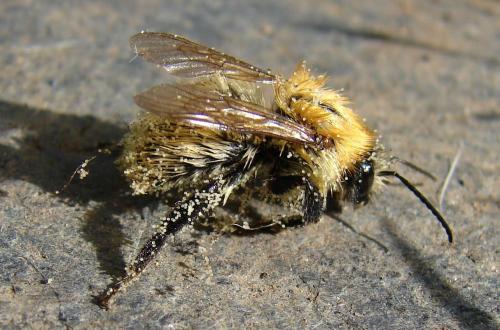Bombus pascuorum