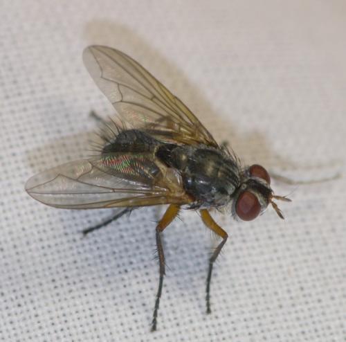 Redtenbacheria insignis