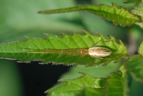 Tetragnatha sp.