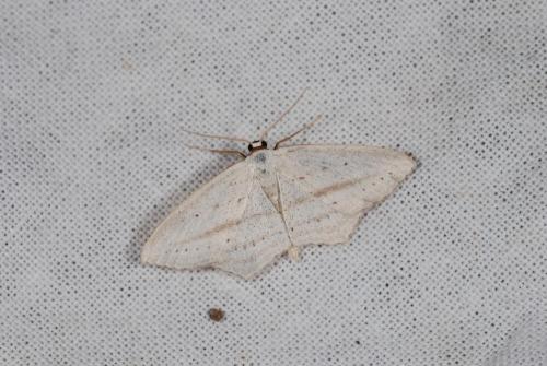Scopula emutaria
