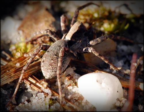 Xerolycosa sp.