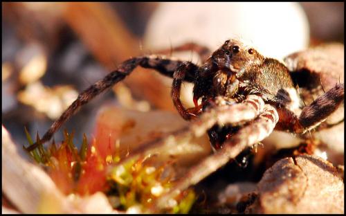Xerolycosa sp.