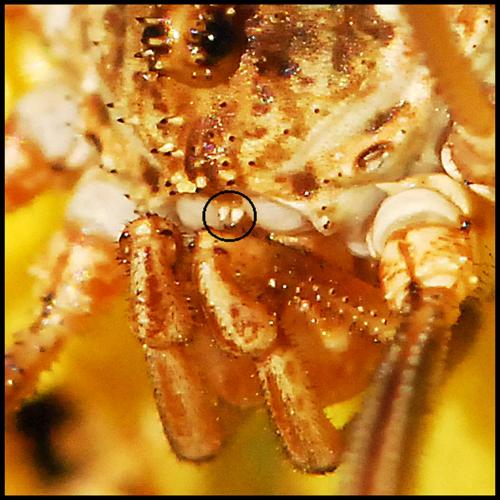 Réf. 48 410 : Phalangium opilio