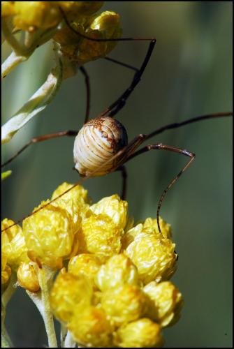 Réf. 48 411 : Phalangium opilio