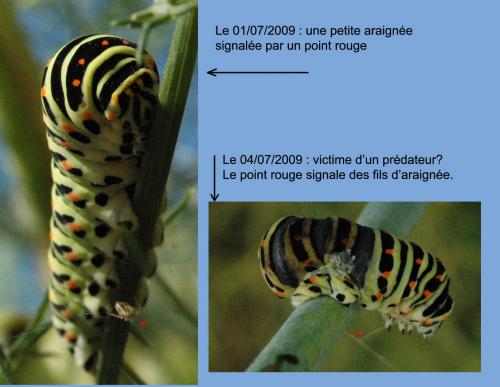 Papilio machaon