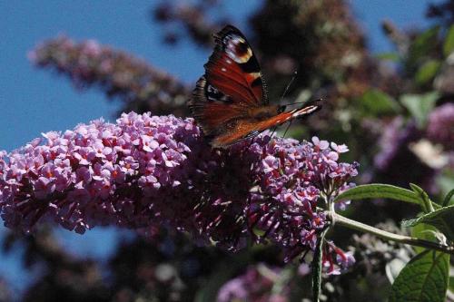 Aglais io