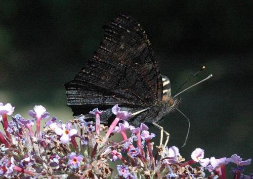 Réf. 48 376 : Aglais io