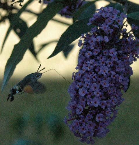 Macroglossum stellatarum