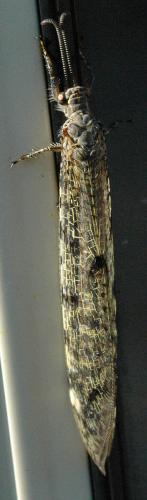 Réf. 48 747 : Distoleon tetragrammicus