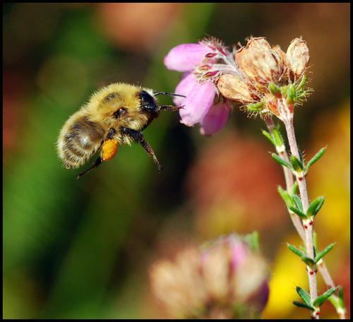 Bombus sp.