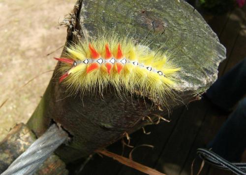 Acronicta aceris