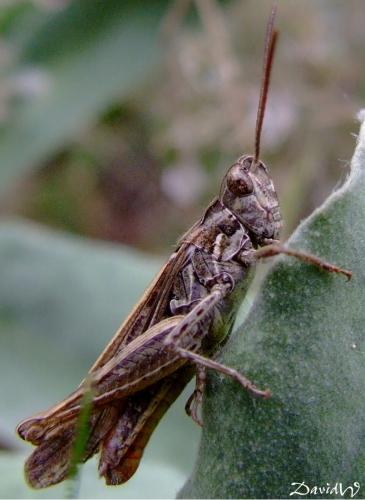 Chorthippus sp.