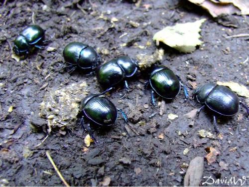 Anoplotrupes stercorosus