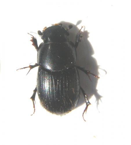 Acrossus depressus